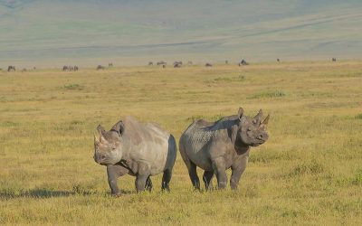 Ngorongoro Conservation Area