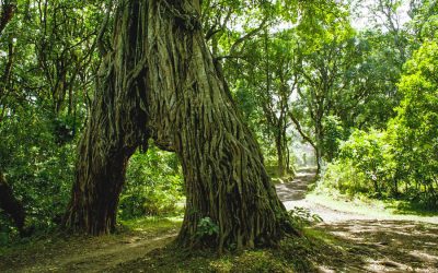 Arusha National Park