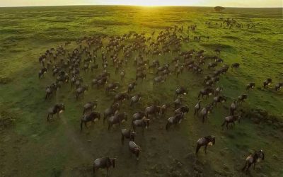 10 Days Serengeti Wildebeest Migration Safari