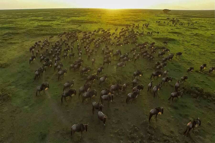 10 Days Serengeti Wildebeest Migration Safari | Tanzania Joyous Time ...