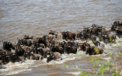 8 Days Wildebeest Migration River Crossing