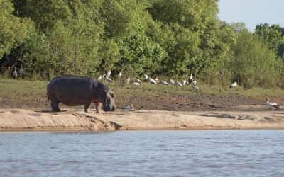 Saadani National Park