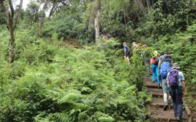 Day Hike on Kilimanjaro Mountain