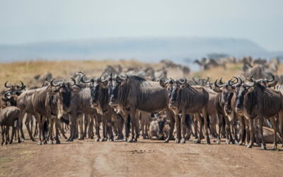 3-Day Tanzania Camping Safari: Tarangire, Ngorongoro, and Lake Manyara