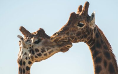 4 Day Private Camping Safari | Serengeti, Ngorongoro & Lake Manyara