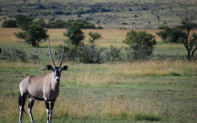 5 Day Best Tanzania camping Safari | Tarangire, Serengeti, Ngorongoro & Lake Manyara