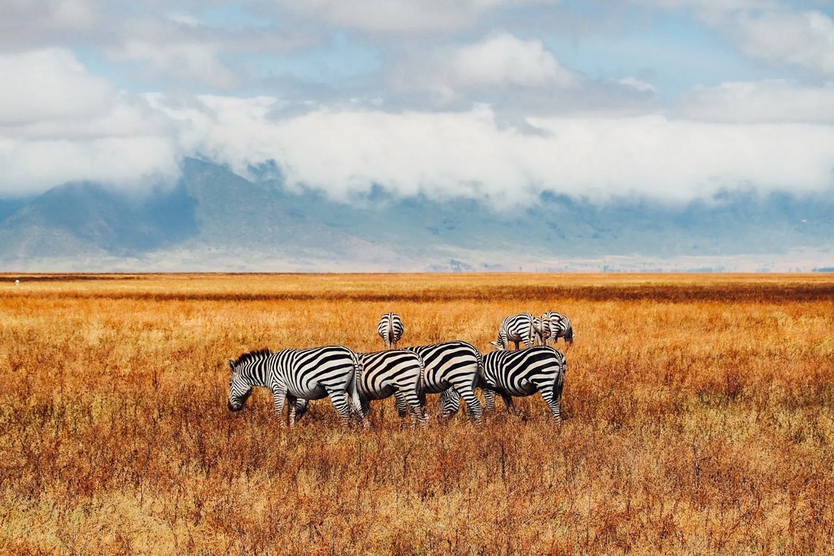 Exploring-the-Ngorongoro-Crater-A-Unique-Safari-Experience-2
