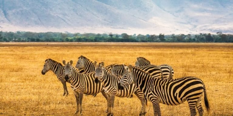 Reserve-Ngorongoro-1-800x400