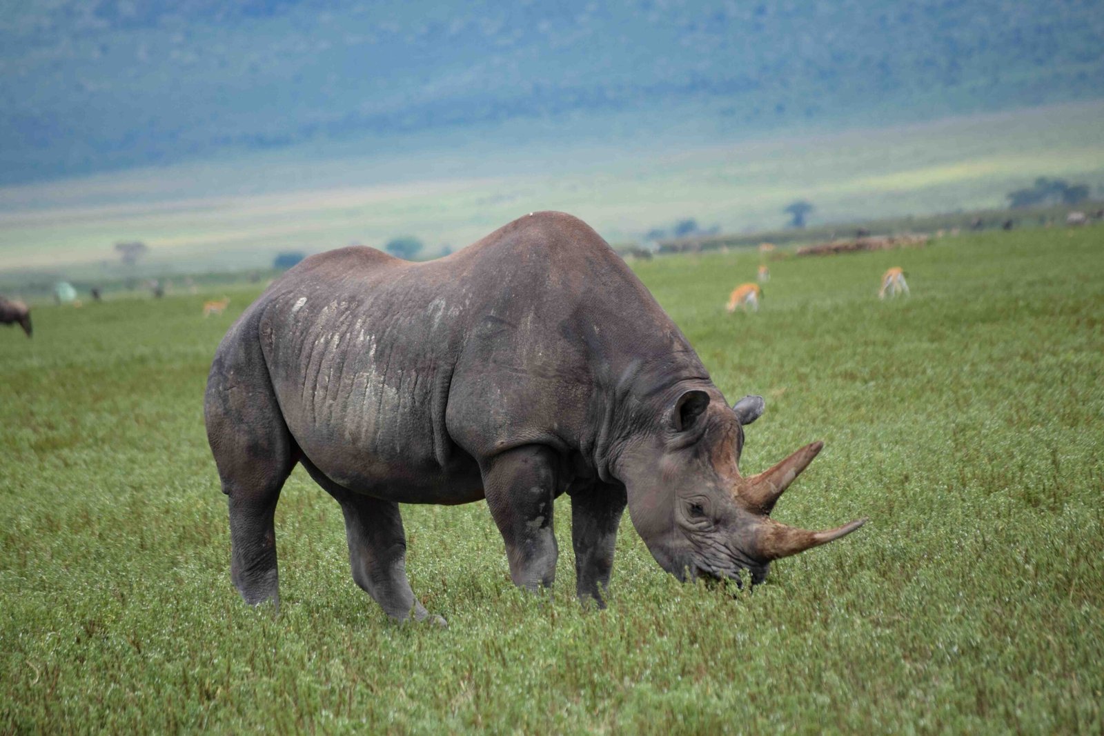 ngorongoro-crater-the-wildlife-scaled