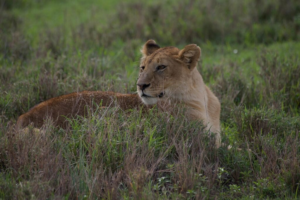5-Day-Serengeti-and-Ngorongoro-Crater-Safari