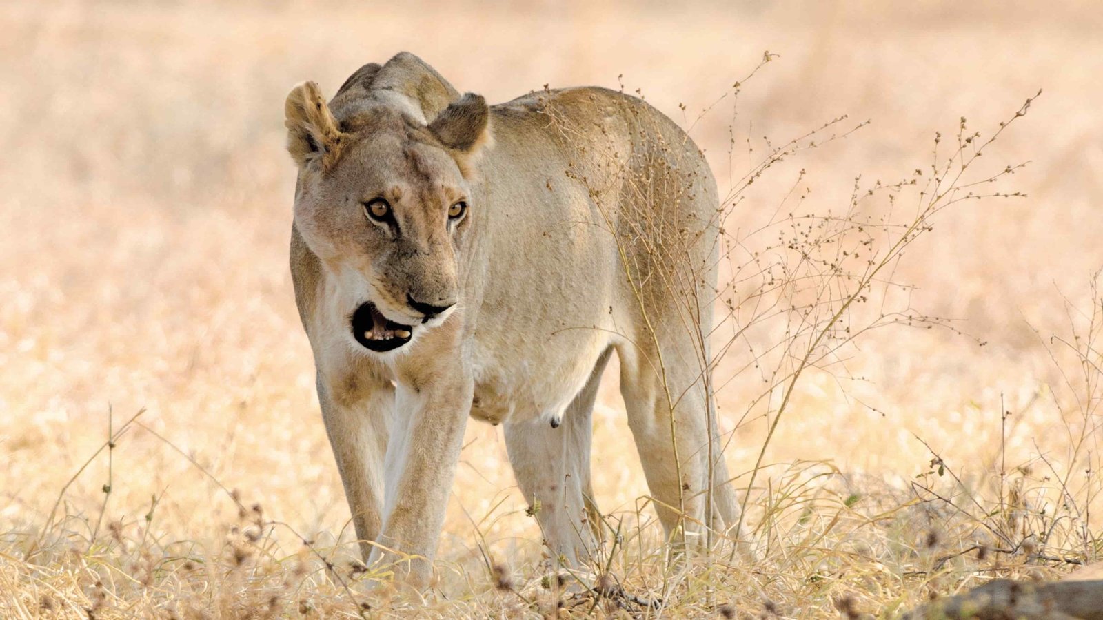 66194fa3ace368e42a923983_mikumi-lion