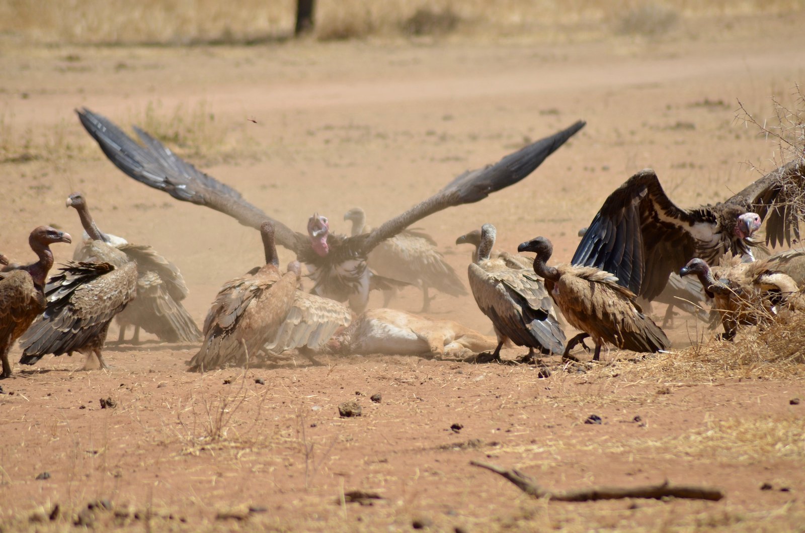 677824birds-of-tarangire-national-parksss (1)