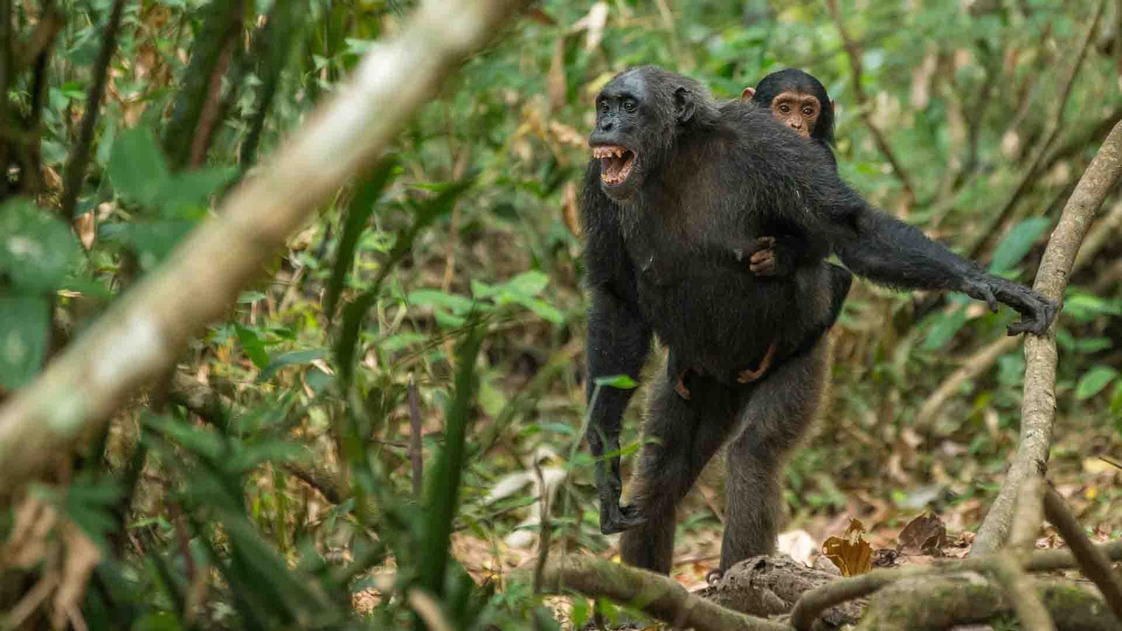 Chimpanzees-in-Mahale-Mountain-National-Park