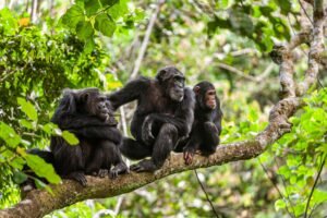 Primate Trekking in East Africa