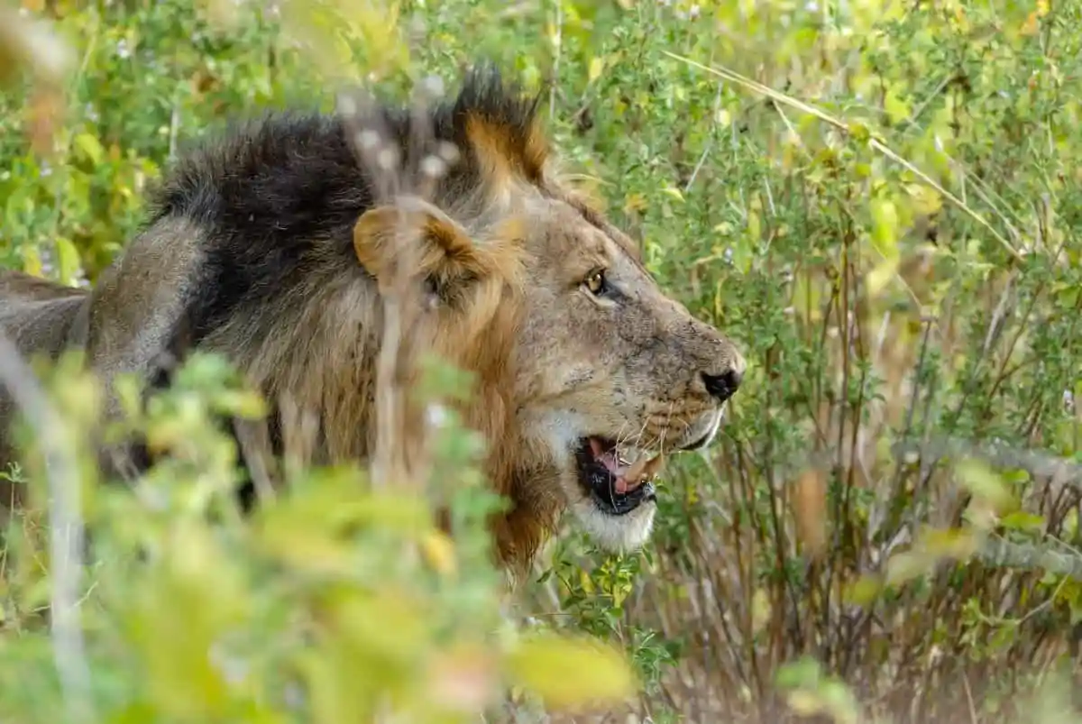 Lion-Hunts-at-Mikumi-National-Park