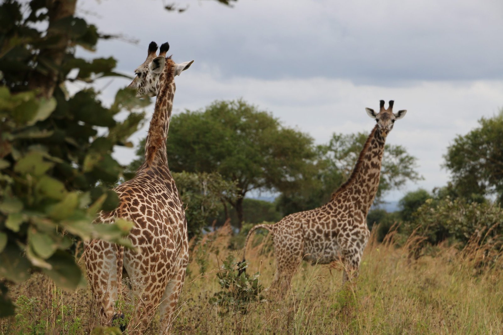 Mikumi National Park (1)