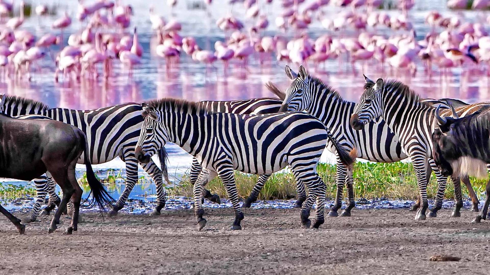 Lake Manyara National Park Safari