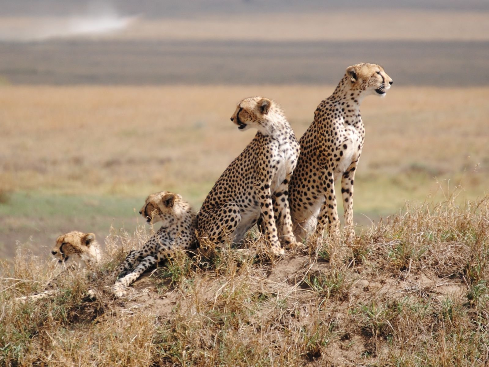 Serengeti-National-Park (1)
