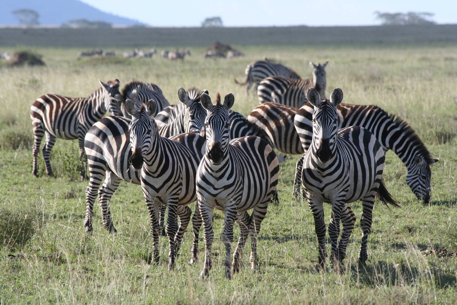 Serengeti_National_Park_Zebras_20
