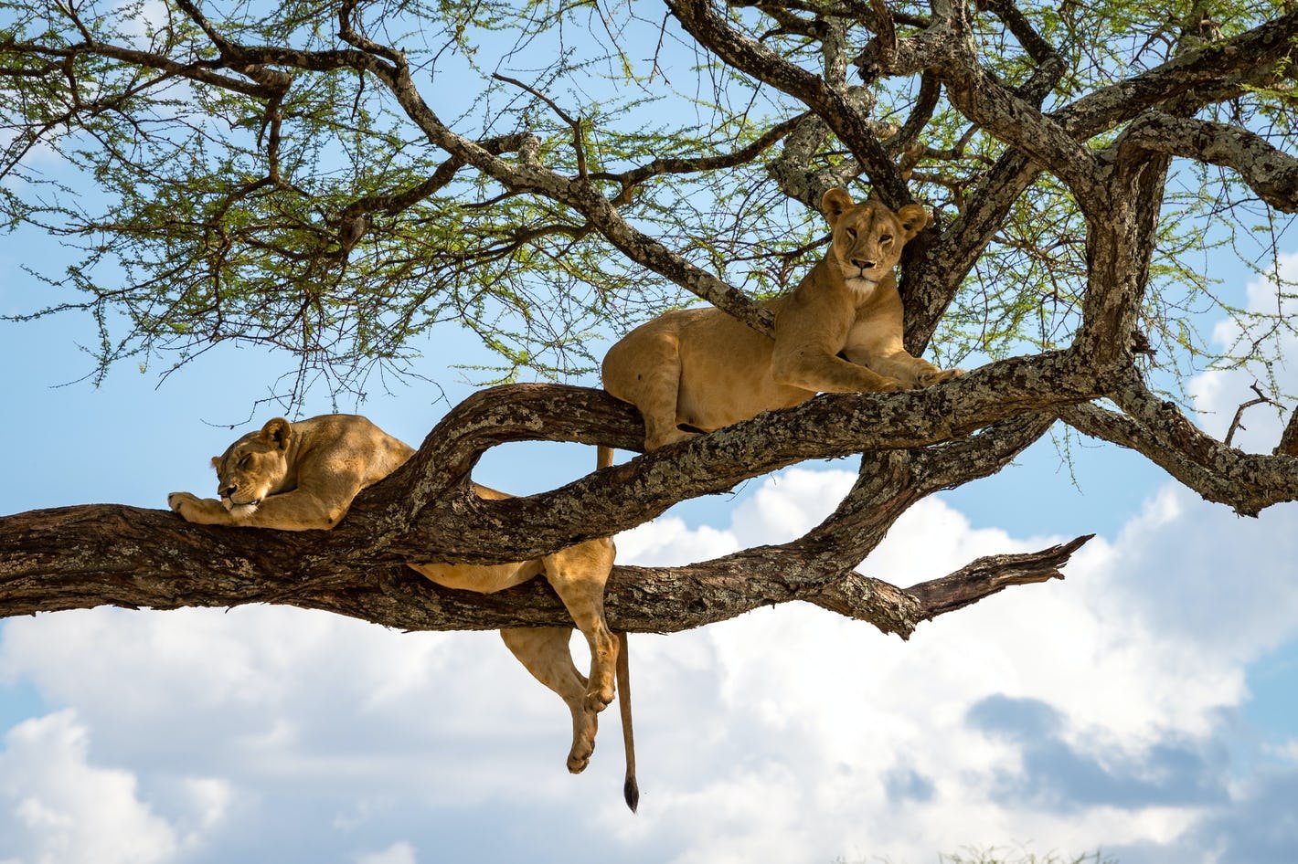 Tree-climbing-lions-of-Lake-Manyara-National-Park