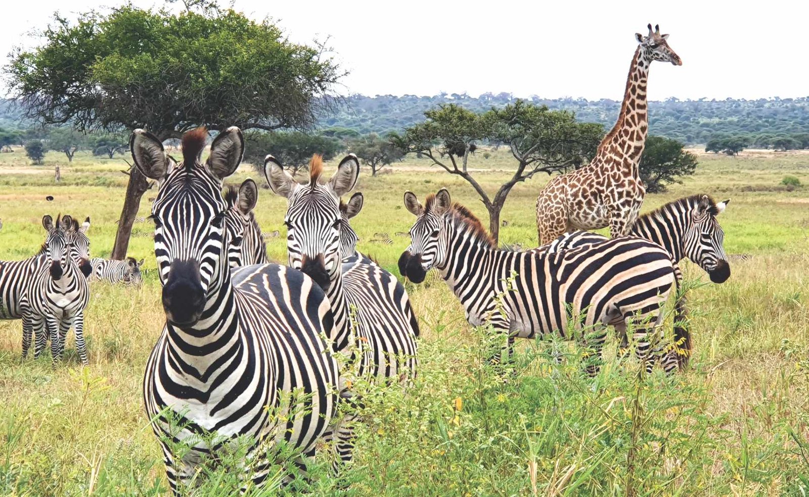 Zebras-und-Giraffe-im-Tarangire-Nationalpark
