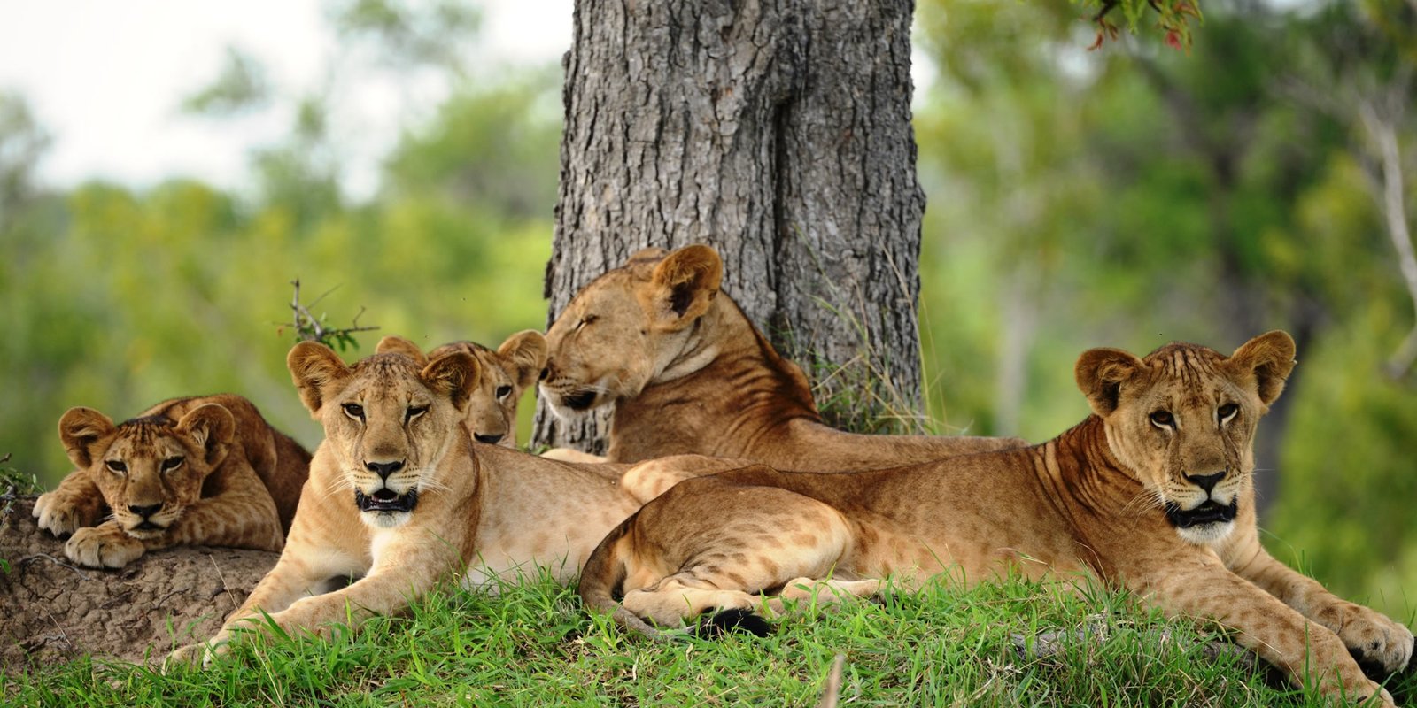 destinations-tanzania-nyerere-national-park