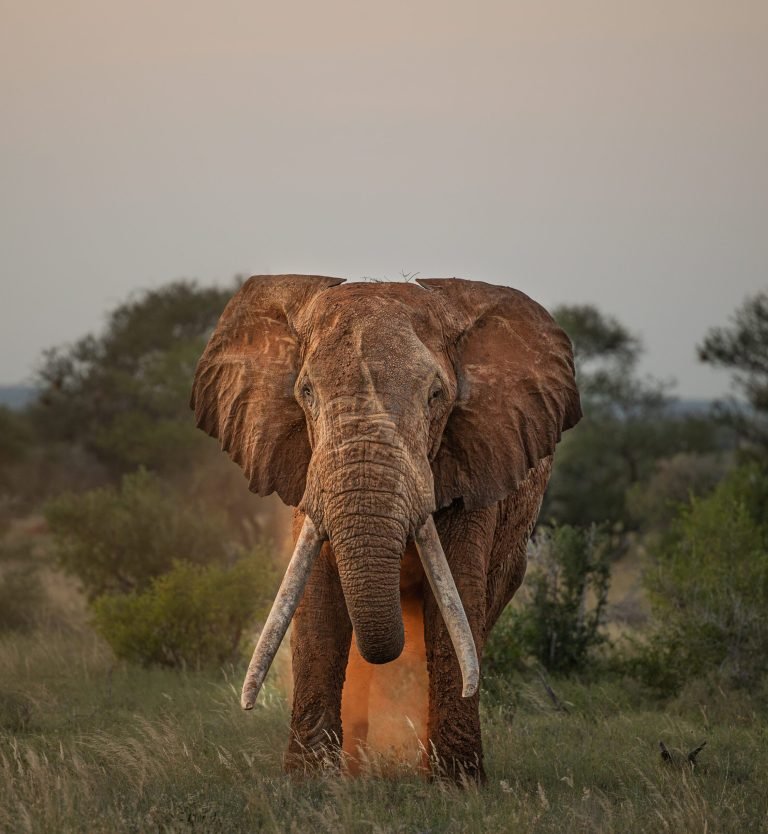 elephant-brains-scaled