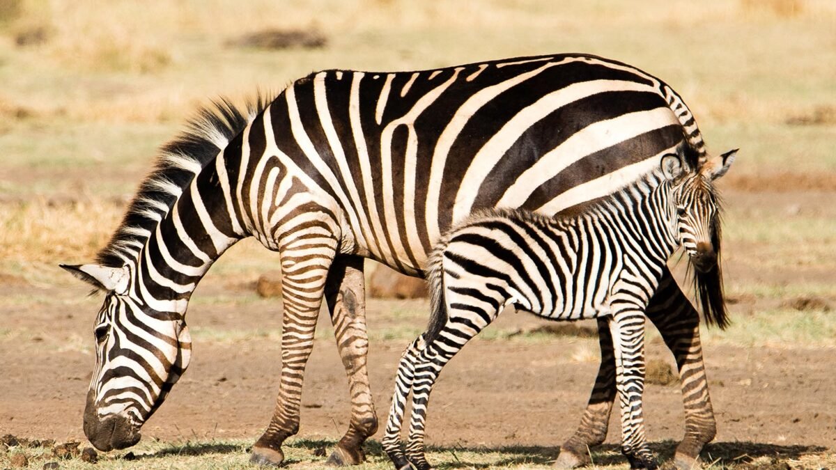 lake-manyara-national-park-zebras-1200x675