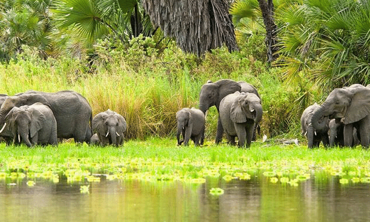 nyerere-national-park-3-1200x720