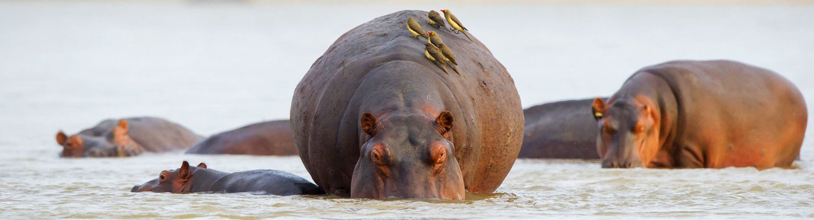 nyerere-national-park-banner-1