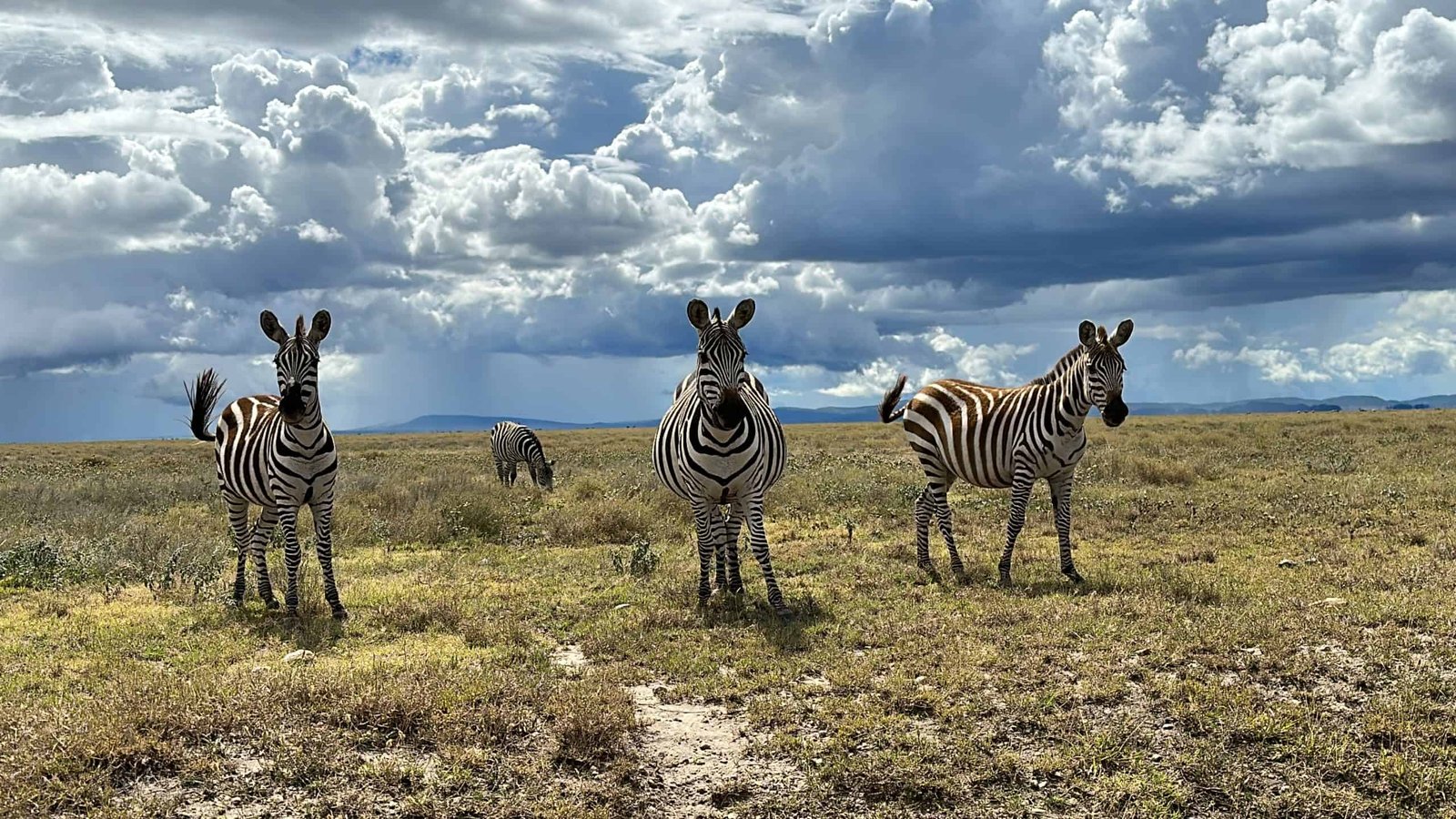 serengeti (1)