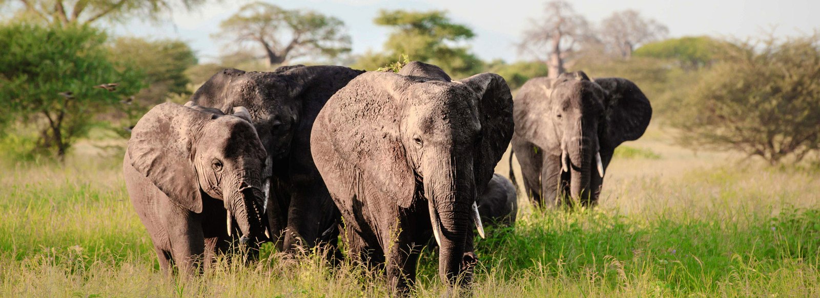 tarangire-national-park-banner
