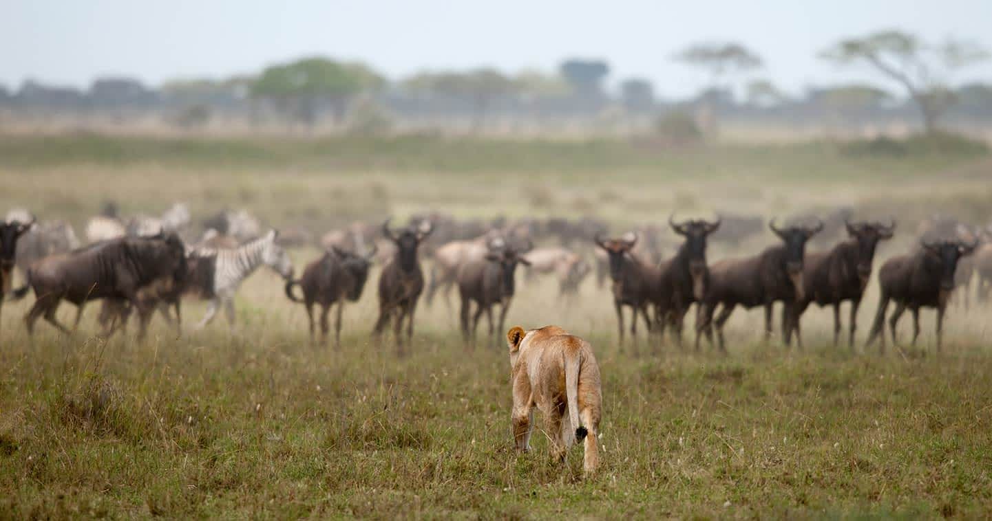 wildlife-central-seronera-central