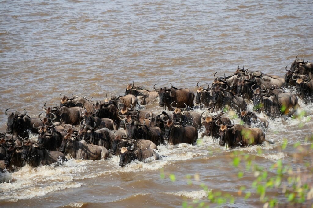 Serengeti-National-Park-Safari-Tanzania-Joyous-Time-Expedition