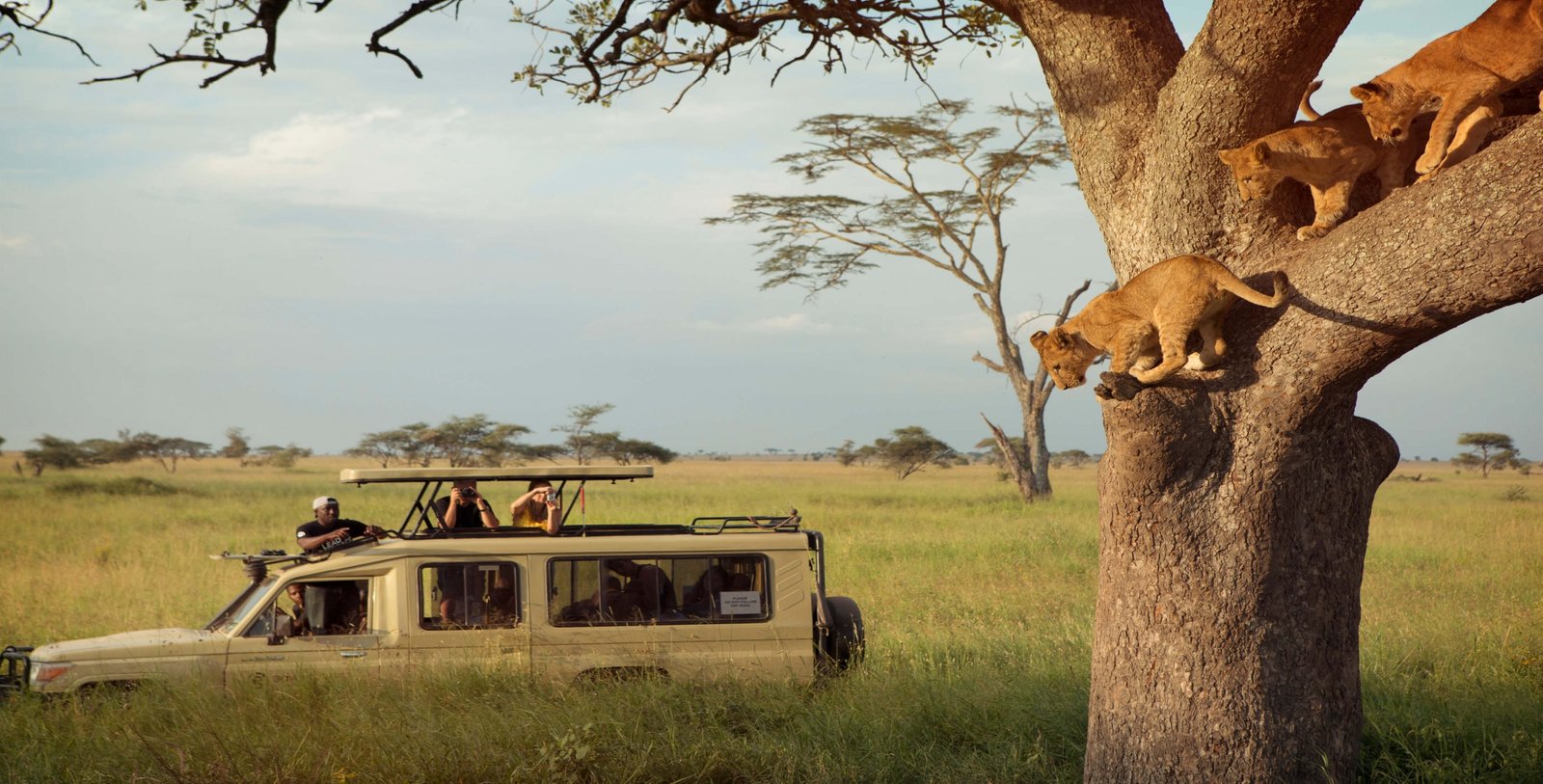 viewing_tree_climbing_lions_on_a_game_drive_in_the_serengeti_np_tanzania_with_g_adventures-scaled