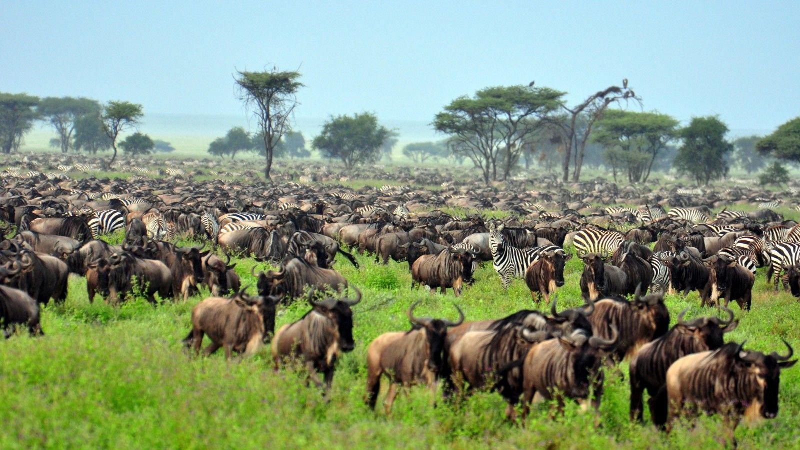 Serengeti_Migration_P103