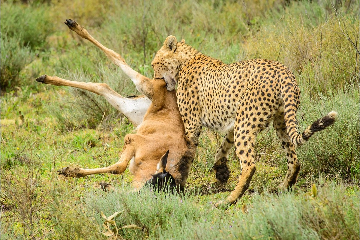 Wildlife-of-Serengeti-National-Park