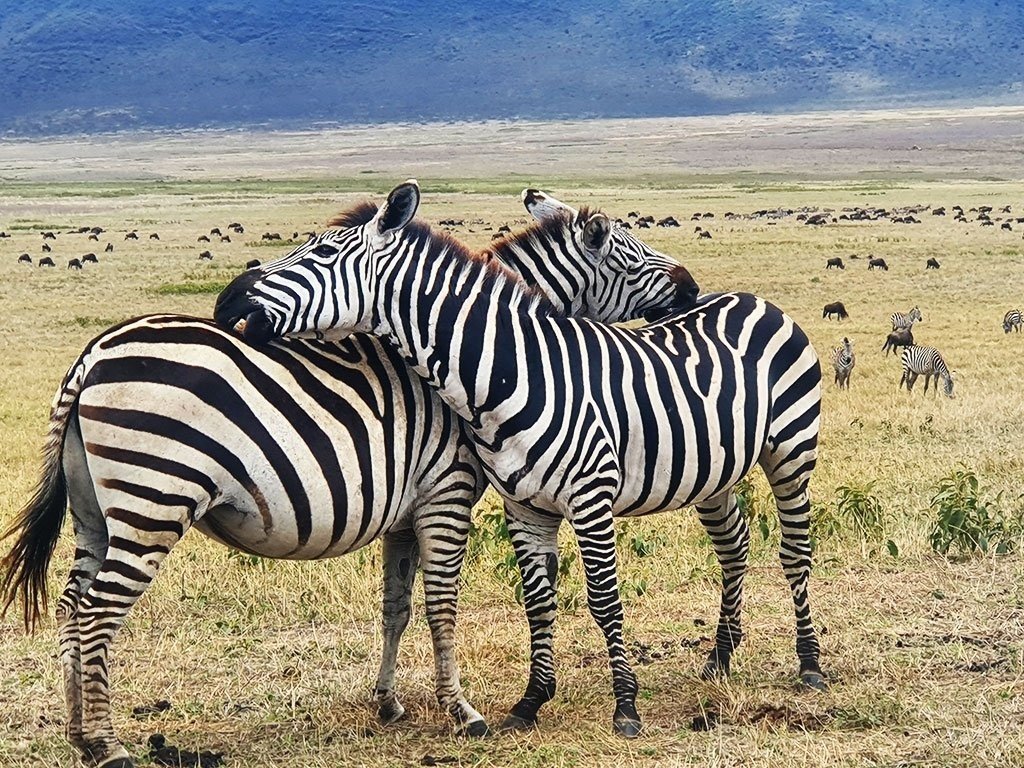 great-wildebeest-migration-mara-river