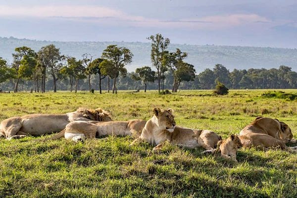 lions-serengeti-nat-park
