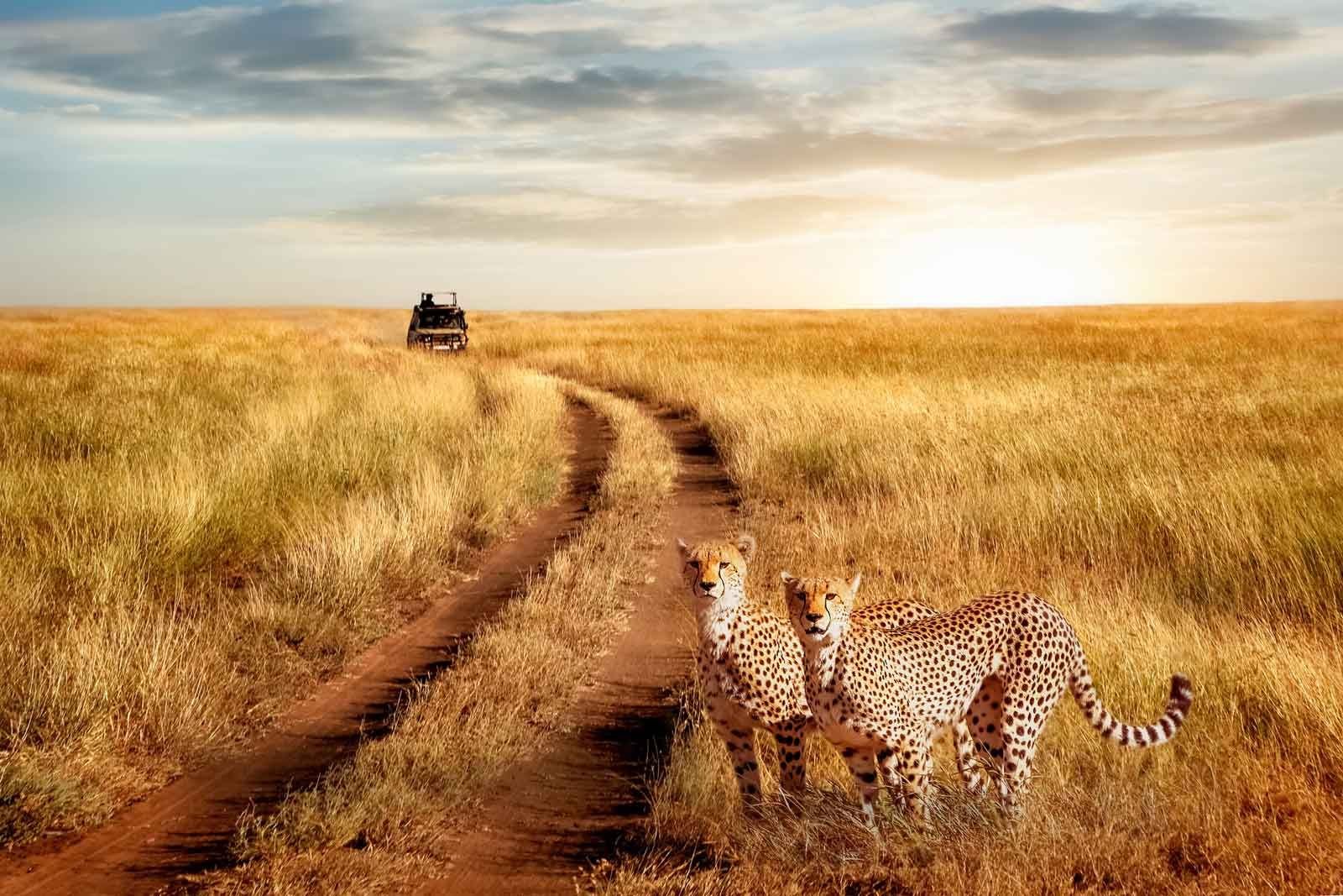 mwanza to serengeti