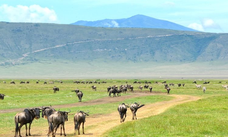 ngorongoro-crater-day-trip-750x450