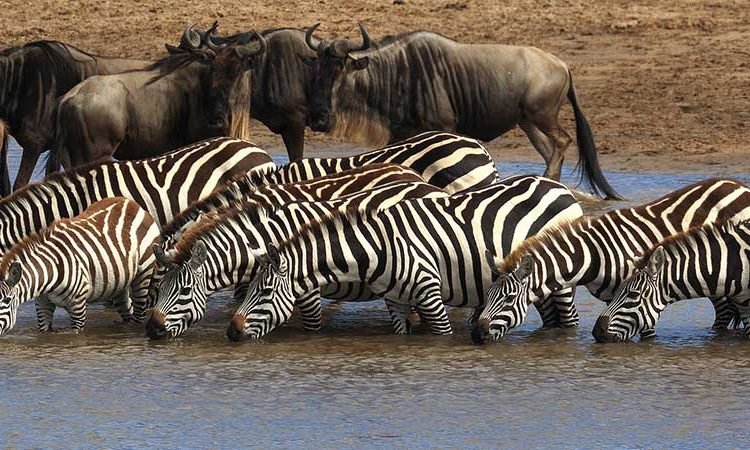 serengeti-national-park-750x450