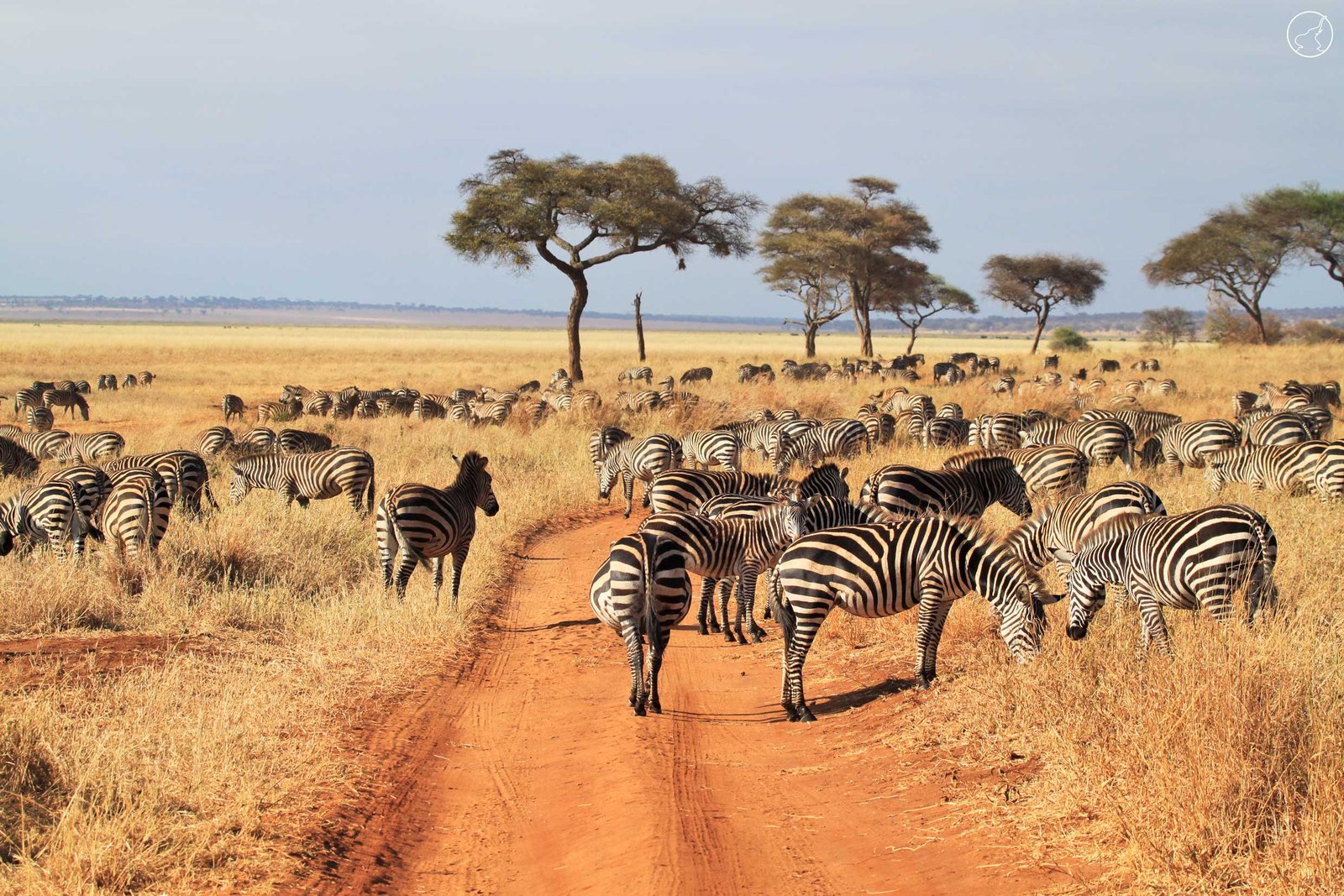 Tarangire-National-Park (1)