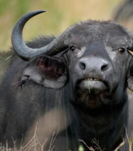 African Buffalo Serengeti