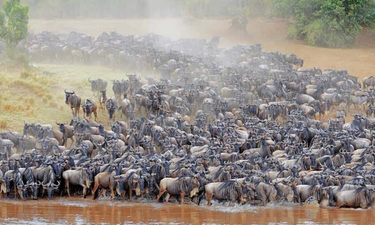 Blue-Wildebeest-Migration-750x450