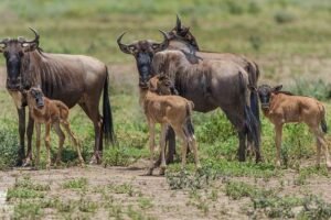 Calving Season Safari Gnu