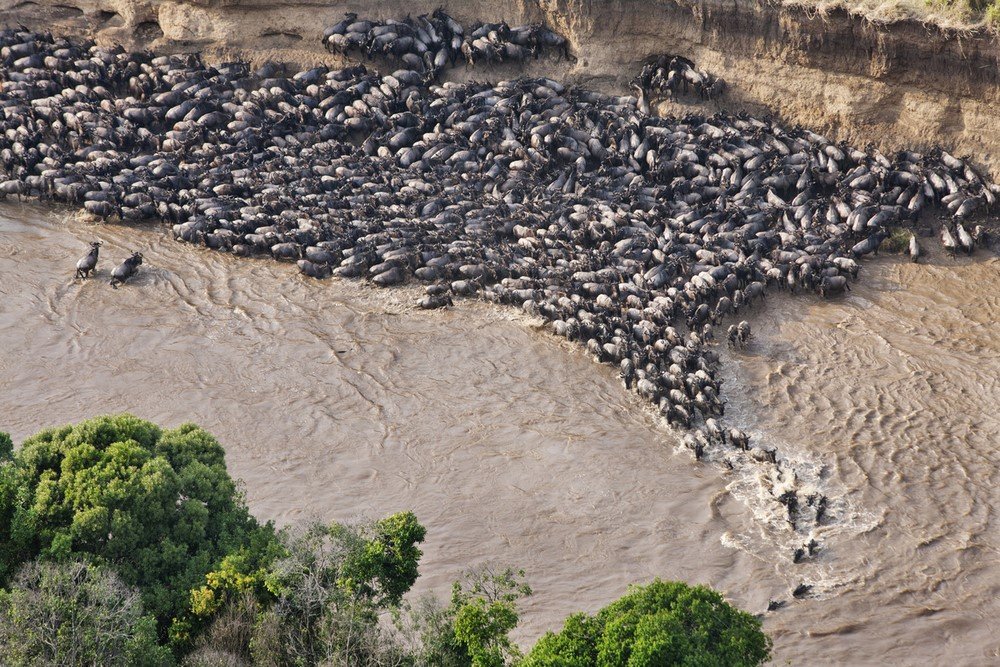 Wildebeest migration, Mara River, Kenya
