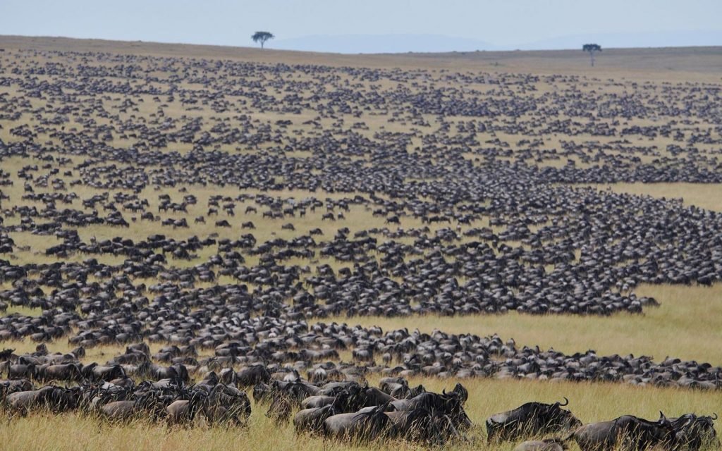 mara-the-great-wildebeest-migration-1024x640