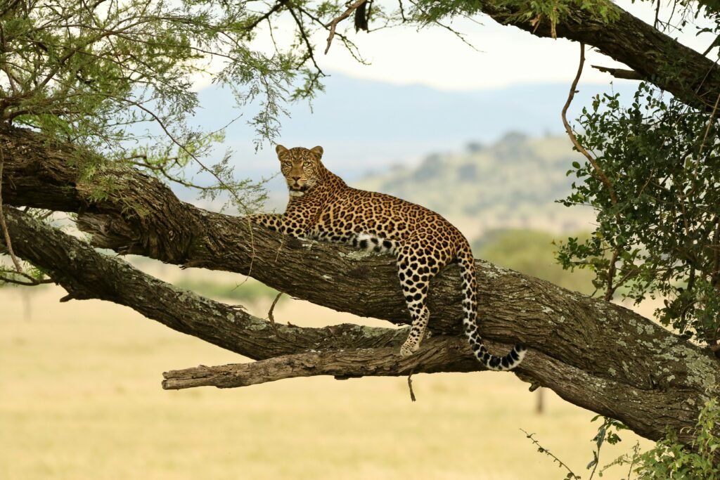 Serengeti Loepard