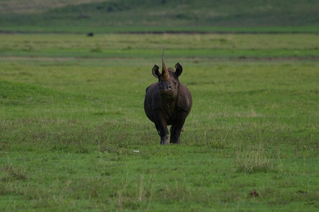 Serengeti-Safari-From-Mwanza-Tanzania-Joyous-Time-Expedition
